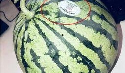 网红吃瓜q,揭秘娱乐圈幕后真相，带你领略明星生活